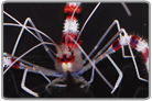 Coral Banded Shrimp